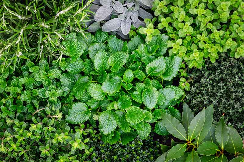 Variety-of-Herbs-Growing-in-the-Garden